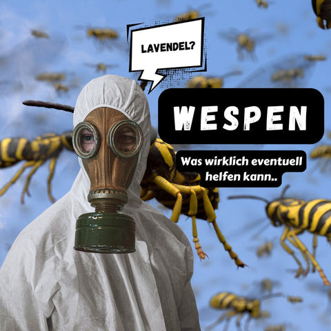 Lavendel gegen Wespen: Wenn Duft zur Waffe wird